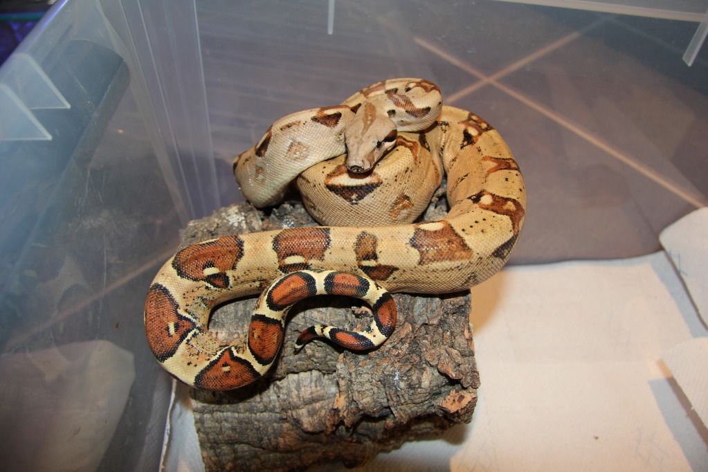 Boa Constrictor Morphs