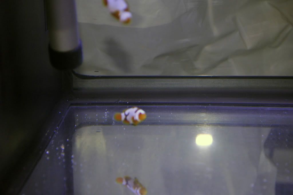 DSC 0100 - Breeding Snowflake and Snowcasso Clownfish