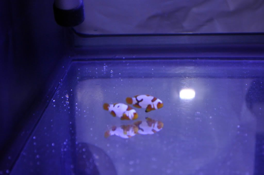 DSC 0102 - Breeding Snowflake and Snowcasso Clownfish