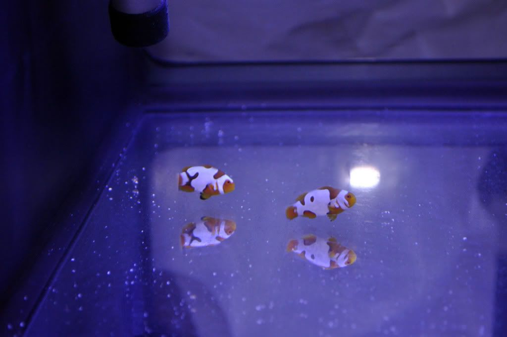 DSC 0103 - Breeding Snowflake and Snowcasso Clownfish