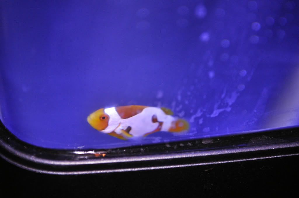 DSC 0111 - Breeding Snowflake and Snowcasso Clownfish