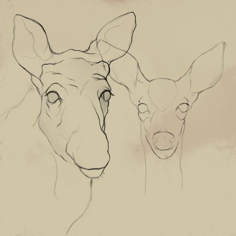 [Image: animal-sketches.jpg]