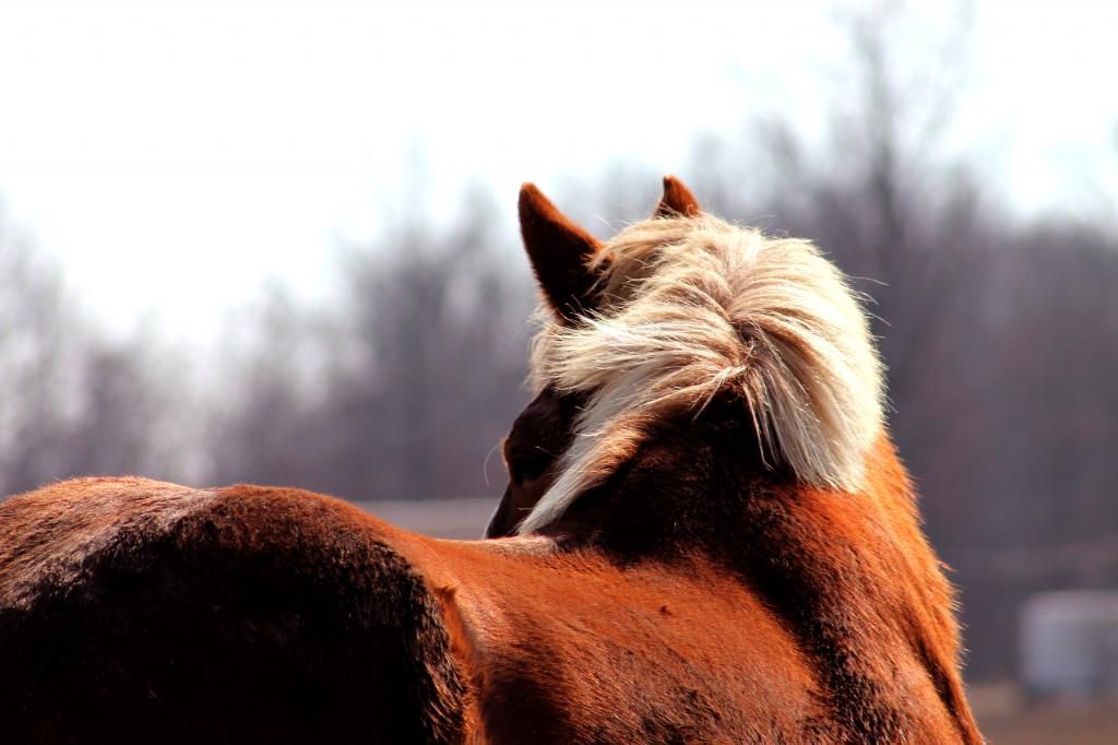 IMAGE: http://i1202.photobucket.com/albums/bb362/Elizabeth_Liberty/belgian_zpsbad87cd1.jpg