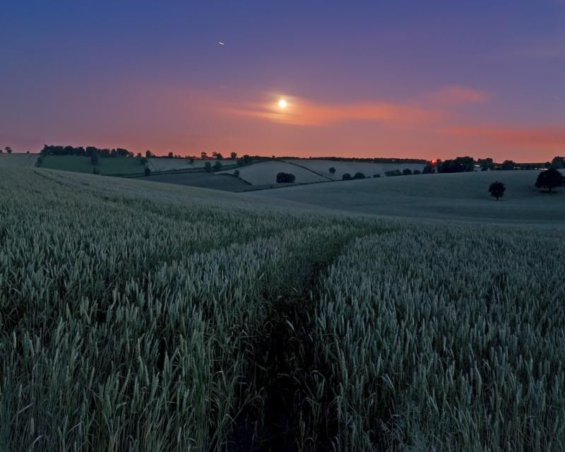 moon over wheat field