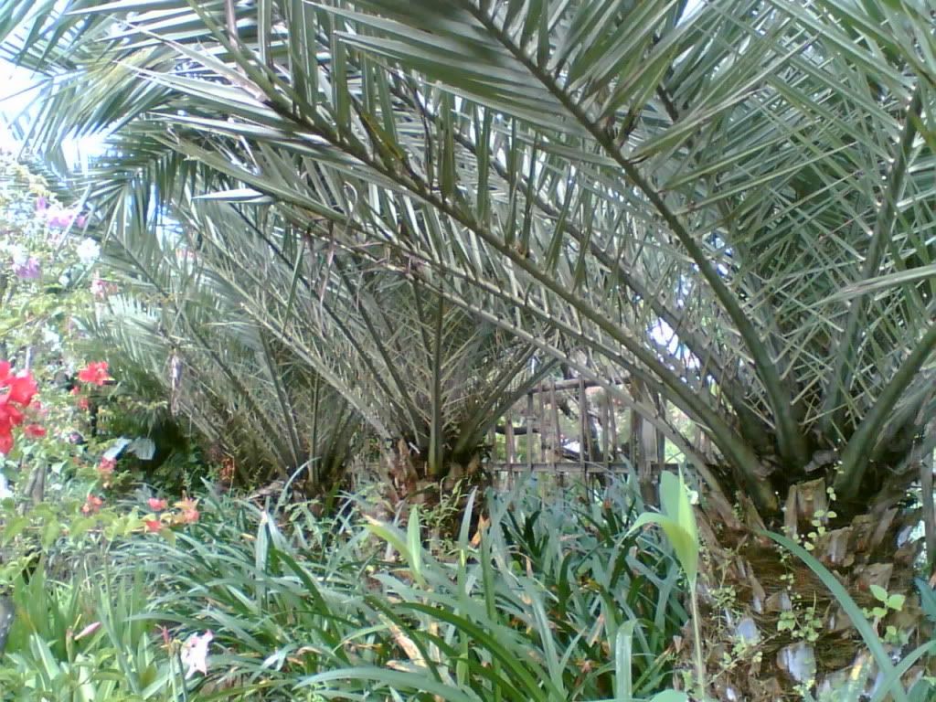 PALM PHOENIX CANARIENSIS BATANG SUPER 80cm