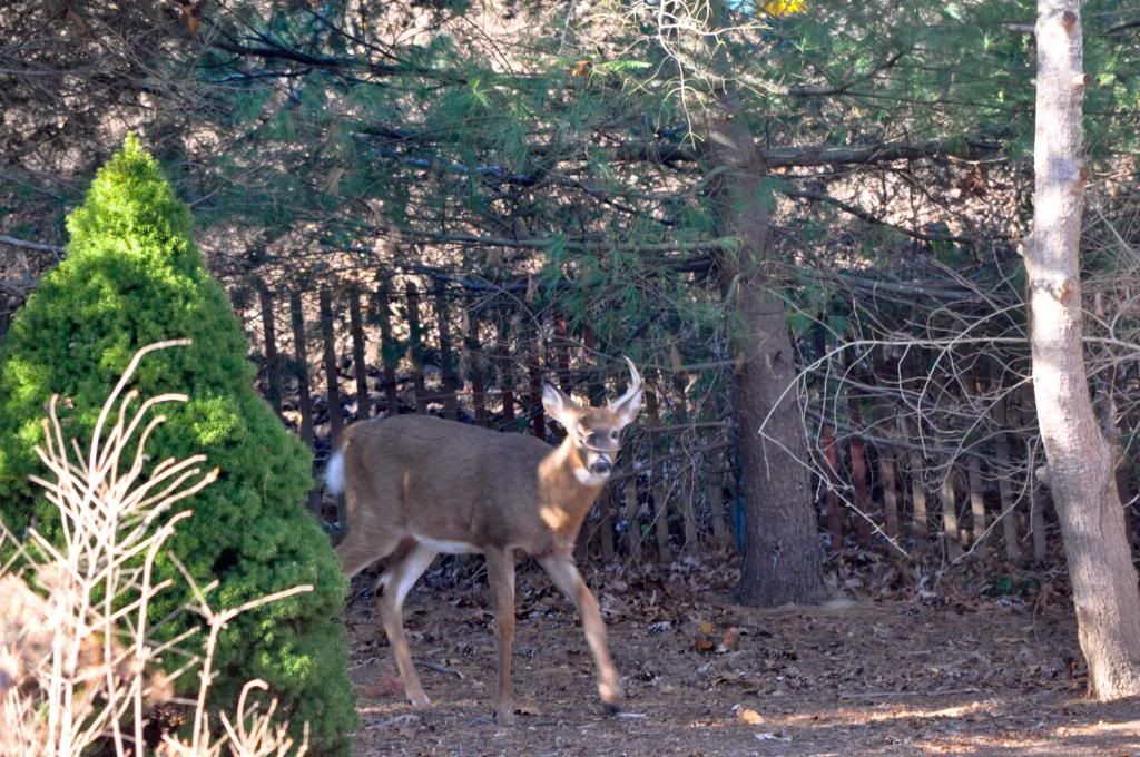 N.Y.S. DEC SHOULD OPEN THERE EYES ON DEER HUNTING Long Island