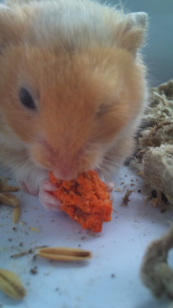 hamster one