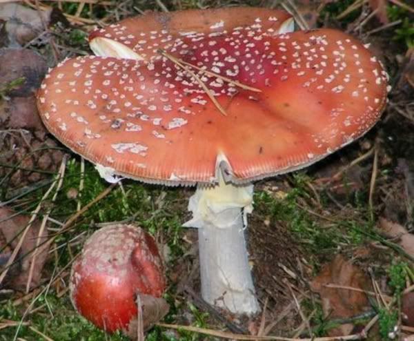 watzewillen.nl voor leukste krabbeltjes