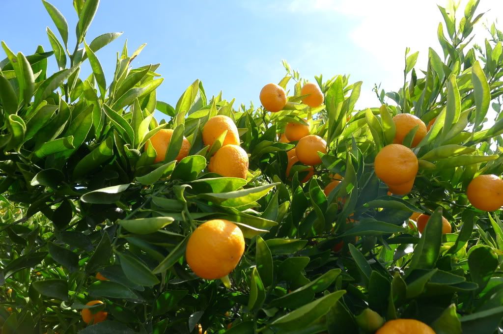 Tangerine Plant