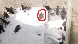 Mọi người xem giúp có phải là '' bọ xít hút máu '' - 1