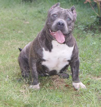 staffordshire bull terrier pedigree database