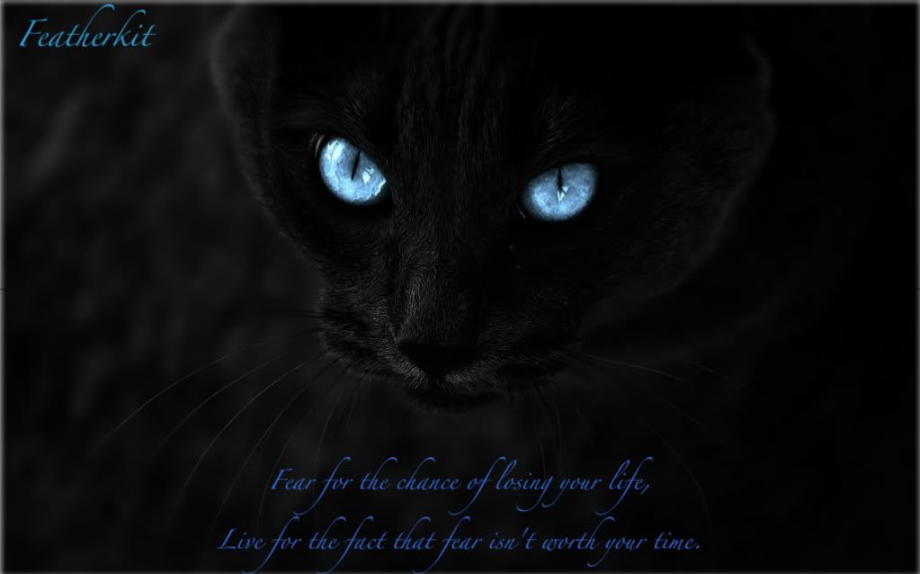 Black_cat_blue_eyes-1.jpg