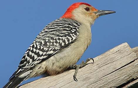 red-headed-woodpecker.jpg