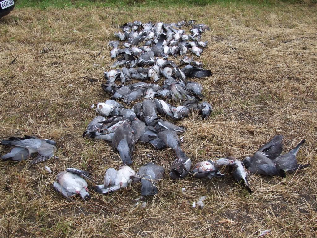 Pigeonshooting8thjuly2011001.jpg