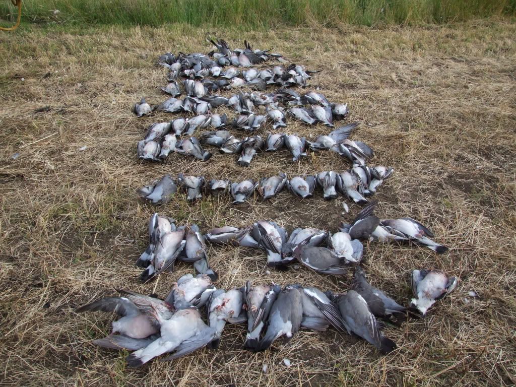 Pigeonshootingonwholecrop7thjuly2011.jpg