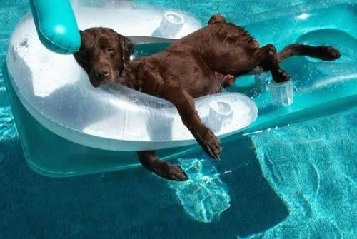 cooling dog down in heat