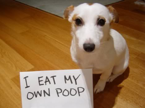 dog eats poop reddit