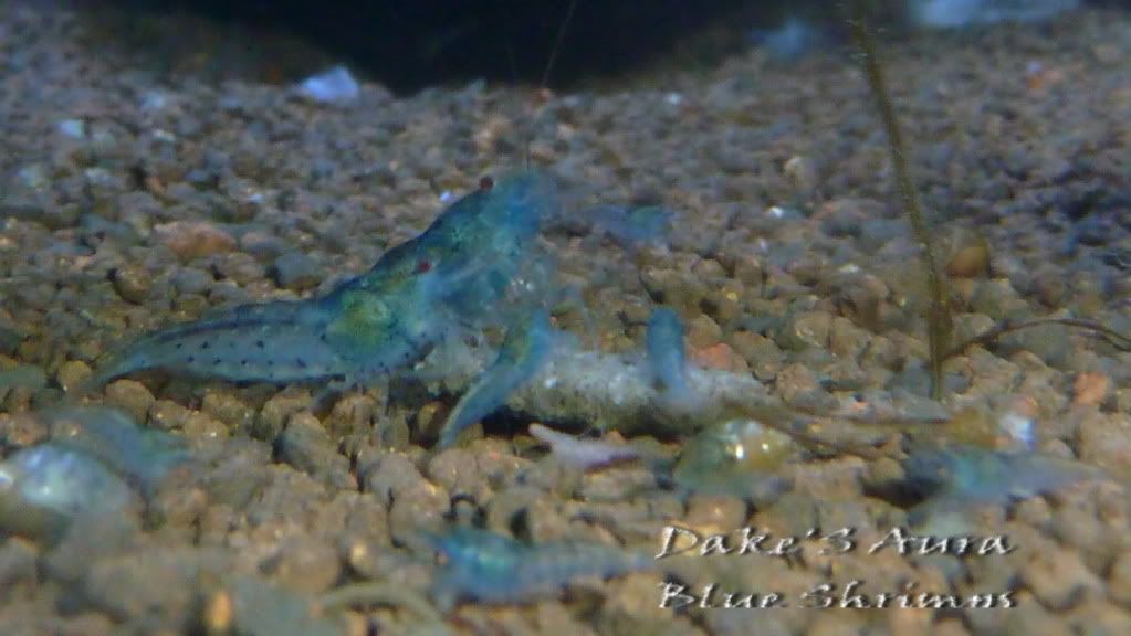 aura blue shrimp