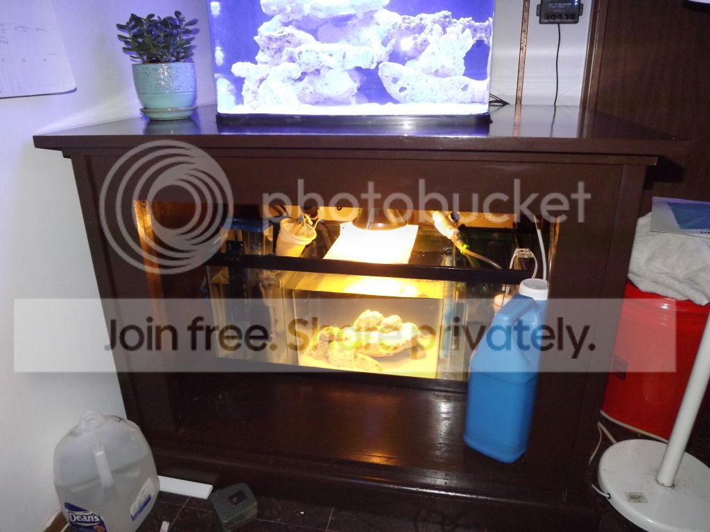 AIO Build - Rajkovich207's Biocube 29 With Sump | Reef2Reef
