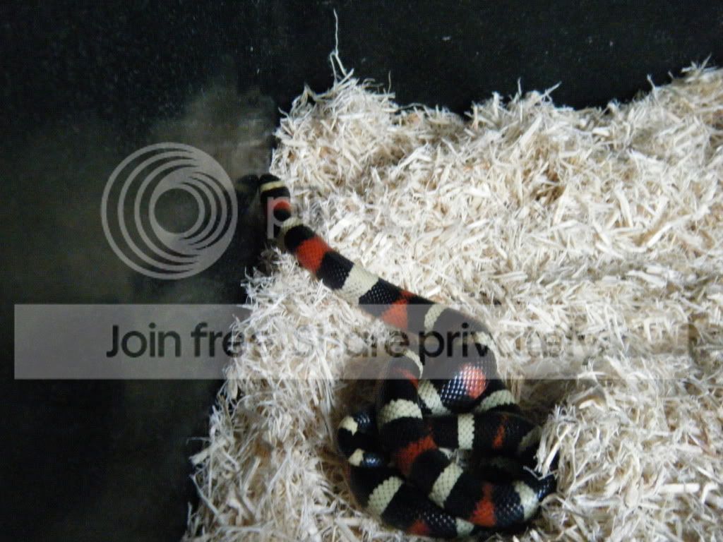 Milk snake help!!! | Reptile Forums