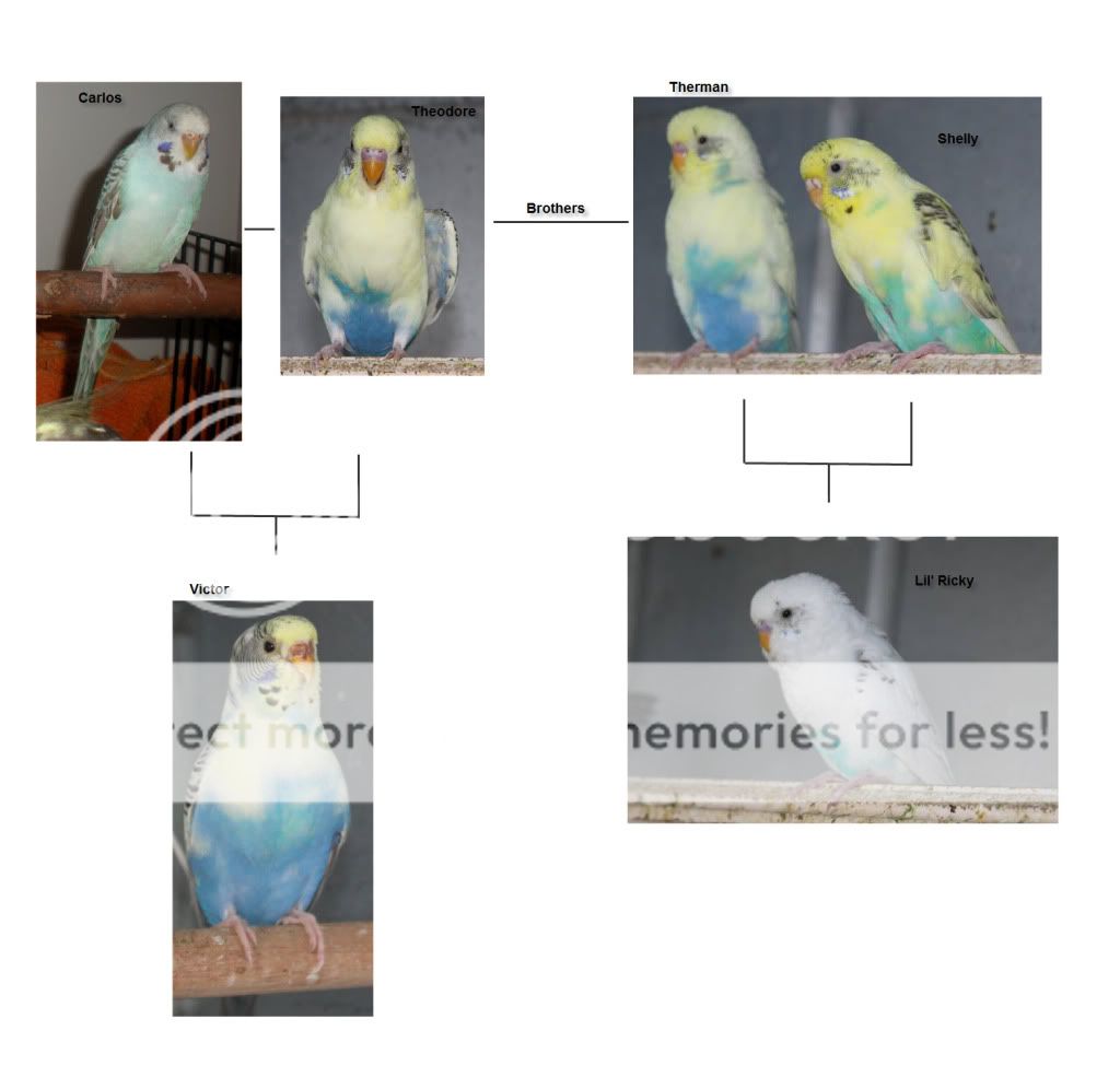 What Type Of Budgies Do I Have? - Budgie Mutations, Varieties and ...