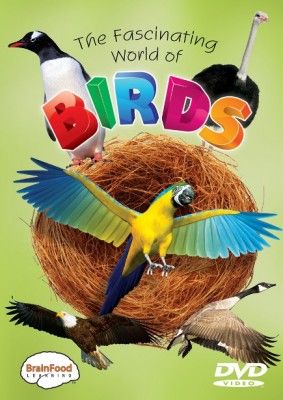 Bird Facts DVD for Kids